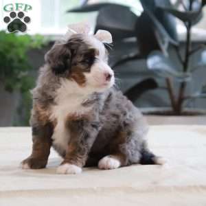 Paige, Mini Bernedoodle Puppy